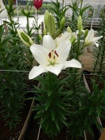 [5102 Parrano VH No01.JPG]